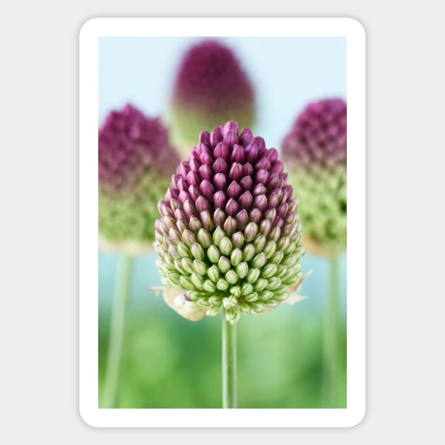 Allium sphaerocephalon   AGM  Round-headed garlic  Round-headed leek Sticker by chrisburrows